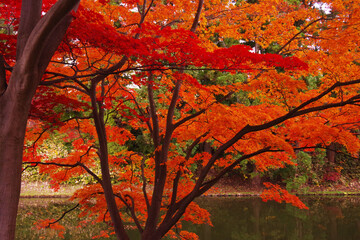 赤いきれいな紅葉