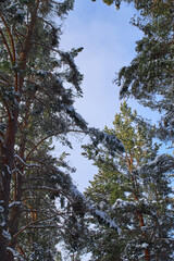photo of the sky and trees