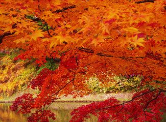 日本の紅葉