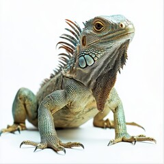 Obraz premium Iguana isolated on white