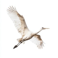 Fototapeta premium Bocian wyizolowany na białym tle