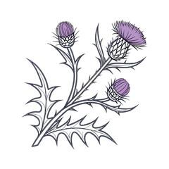 Scottish thistle vector Line art in celtic style flower illustration