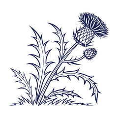 Scottish thistle vector Line art in celtic style flower illustration