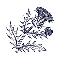 Scottish thistle vector Line art in celtic style flower illustration