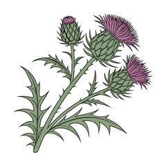 Scottish thistle vector Line art in celtic style flower illustration