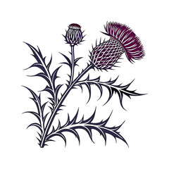Scottish thistle vector Line art in celtic style flower illustration