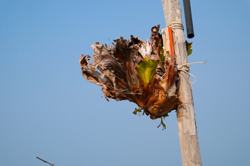 A tree stump was cut and used as a pole for tying the net.