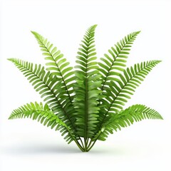 Fern plant isolated on white
