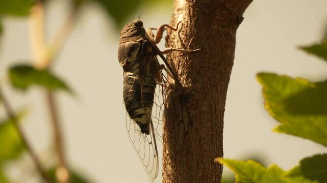 Cicada Branch Tree Close-up of a cicada perched on a branch with its wings outspread in a natural setting.