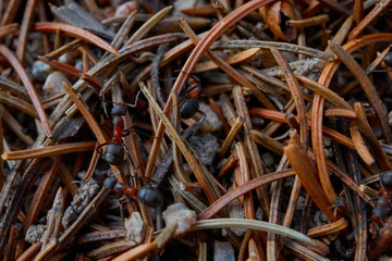 macro photo of the ants
