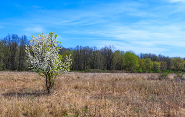 A blooming solitary tree in the wild in early spring, View from River road, Hillsborough, NJ