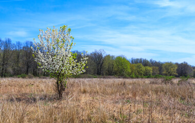Fototapeta premium A blooming solitary tree in the wild in early spring, View from River road, Hillsborough, NJ
