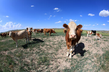 A herd of cattle on the prairie