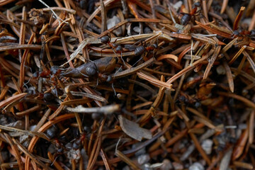 macro photo of the ants