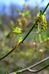 Blooming maple twig in early spring, male and female flowers, young growing green leaves on a branch against the sky, Hillsborough, NJ