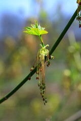 Blooming maple twig in early spring, male and female flowers, young growing green leaves on a branch against the sky, Hillsborough, NJ