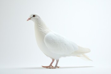 Obraz premium A graceful white dove standing still, its feathers soft and pure against a white background