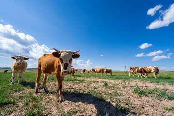 A herd of cattle on the prairie