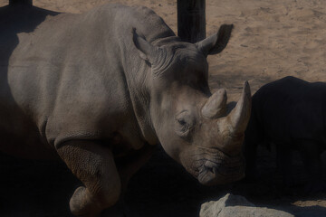 rhino in the zoo © Daniel