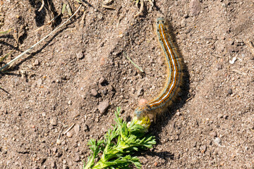 Raupe des Ringelspinner (Malacosoma neustria)	