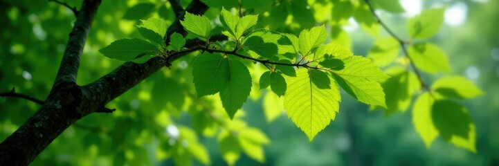 Fototapeta premium Densely packed green leaves on a large tree branch, leafy, foliage