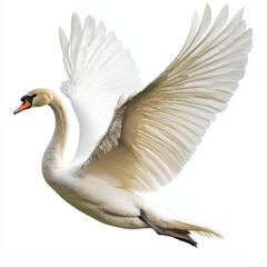 Swan isolated on white