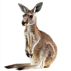Fototapeta premium Kangaroo isolated on white