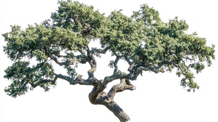 Majestic live oak tree, sprawling branches, sunny day, white background, nature website