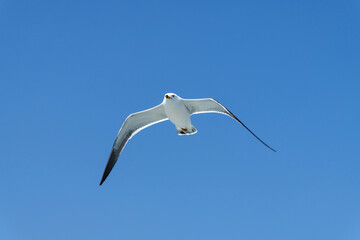 low-angle view of the flying seagull