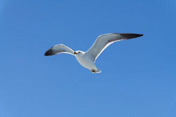 low-angle view of the flying seagull