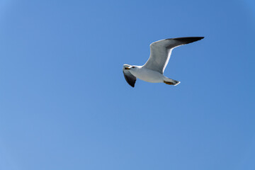 Obraz premium low-angle view of the flying seagull