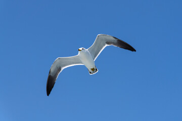 low-angle view of the flying seagull