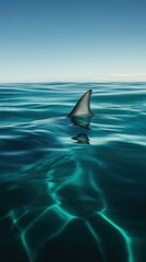 Naklejka premium Shark Fin in Open Ocean, Turquoise Water and Clear Blue Skies