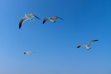 flying seagulls on the sea