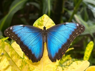 Blue Morpho Butterfly Resting on a Vibrant Yellow Leaf