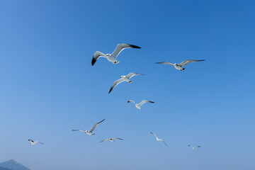 flying seagulls on the sea