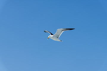 low-angle view of the flying seagull
