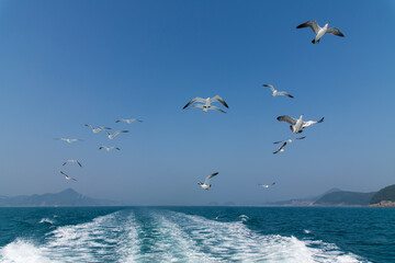 flying seagulls on the sea