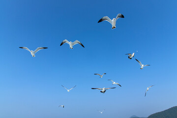 flying seagulls on the sea