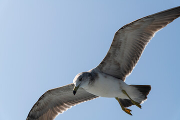 low-angle view of the flying seagull