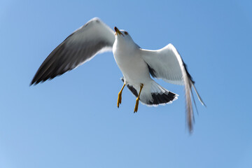 low-angle view of the flying seagull