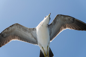 low-angle view of the flying seagull