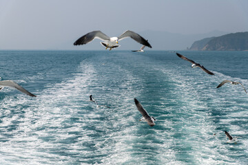 Fototapeta premium idyllic seascape on the sailboat with the flying seagulls