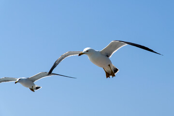 low-angle view of the flying seagull