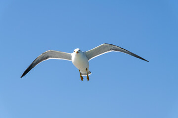 low-angle view of the flying seagull