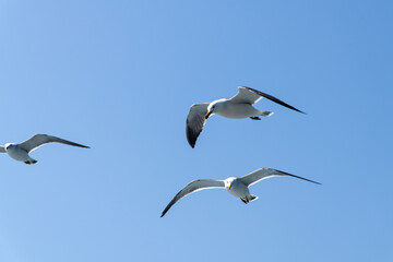 low-angle view of the flying seagull