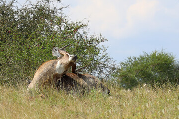 Obraz premium Wasserbock / Waterbuck / Kobus ellipsiprymnus