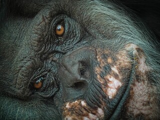Chimpanzee face close-up with expressive eyes