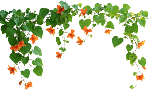 Vibrant orange flowers entwined with green heart-shaped leaves . isolated on white background and transparent background - Powered by Adobe