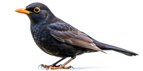 A pristine blackbird, sharply detailed against a pure white background.  Nature's beauty, captured close up.